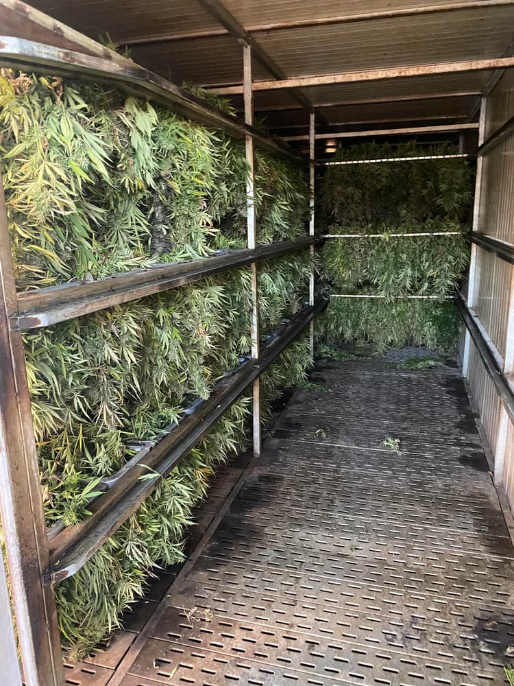 Suszenie - etap procesu Cannapopolis