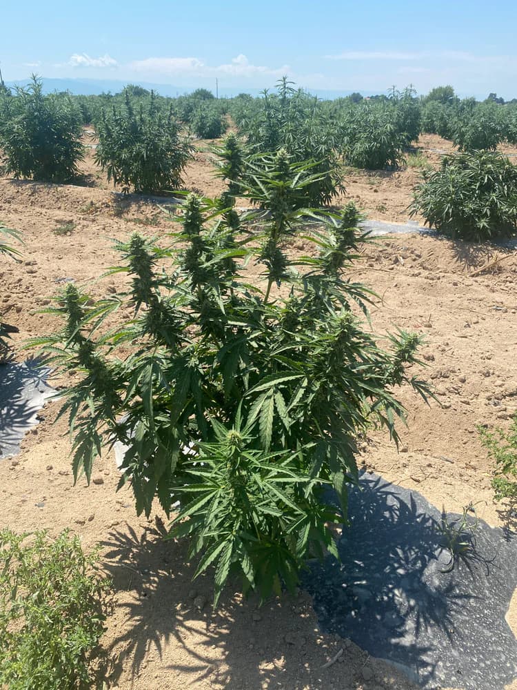 Kwitnienie - etap procesu Cannapopolis