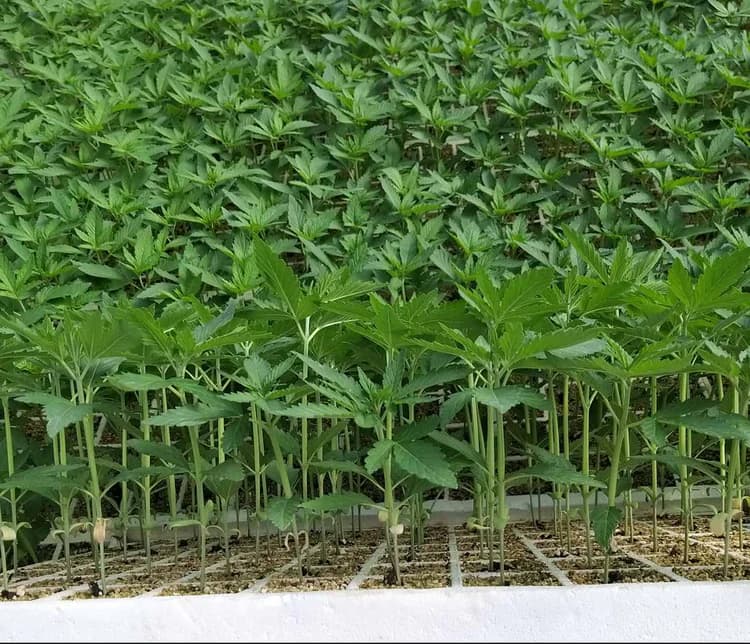 Sadzenie - etap procesu Cannapopolis