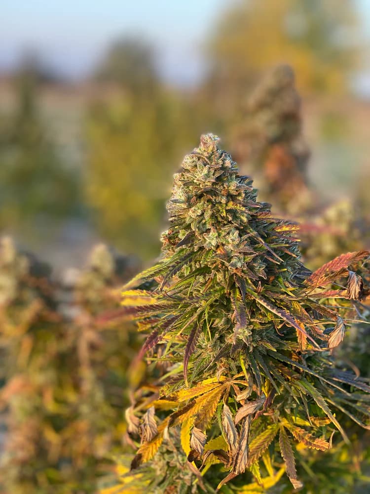 Dojrzewanie - etap procesu Cannapopolis