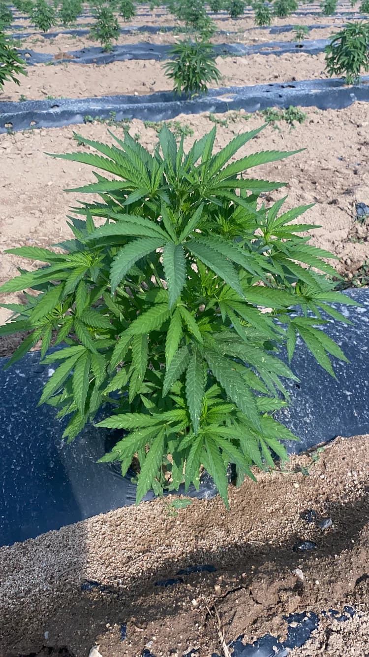 Wegetacja - etap procesu Cannapopolis